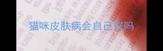 猫咪皮肤病会自己好吗