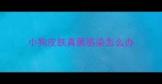 小狗皮肤真菌感染怎么办