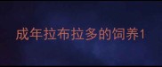 成年拉布拉多的饲养