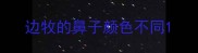 边牧的鼻子颜色不同