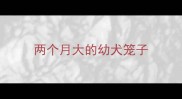 两个月大的幼犬笼子