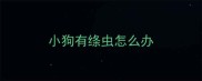 小狗有绦虫怎么办