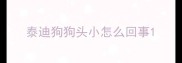 泰迪狗狗头小怎么回事