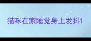 猫咪在家睡觉身上发抖