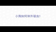 小狗如何体外驱虫