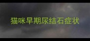 猫咪早期尿结石症状