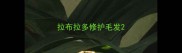 拉布拉多修护毛发