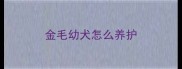金毛幼犬怎么养护