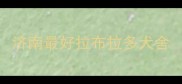 济南最好拉布拉多犬舍