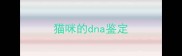 猫咪的dna鉴定