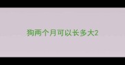 狗两个月可以长多大