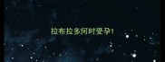 拉布拉多何时受孕
