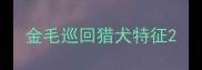 金毛巡回猎犬特征
