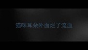猫咪耳朵外面烂了流血