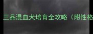 金毛土狗边牧三品混血犬培育全攻略附性格测评与饲养指南