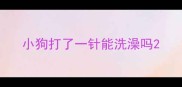 小狗打了一针能洗澡吗