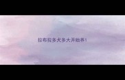 拉布拉多犬多大开始养