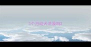 3个月幼犬洗澡吗