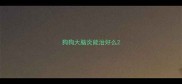 狗狗大脑炎能治好么