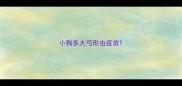 小狗多大弓形虫疫苗