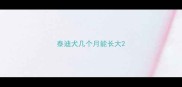 泰迪犬几个月能长大