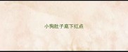 小狗肚子底下红点
