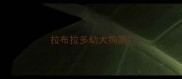 拉布拉多幼犬狗窝