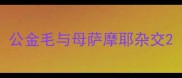 公金毛与母萨摩耶杂交