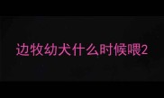 边牧幼犬什么时候喂