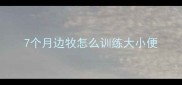 7个月边牧怎么训练大小便