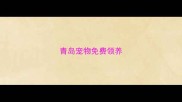 青岛宠物免费领养