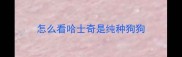 怎么看哈士奇是纯种狗狗