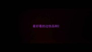 最好看的边牧品种