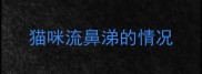 猫咪流鼻涕的情况
