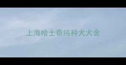 上海哈士奇纯种犬犬舍