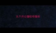 九个月公猫咬母猫背