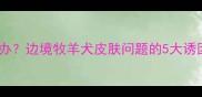 边牧真菌感染怎么办边境牧羊犬皮肤问题的5大诱因与专业护理指南