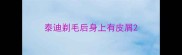 泰迪剃毛后身上有皮屑