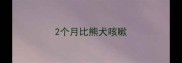 2个月比熊犬咳嗽