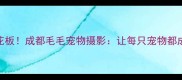 成都毛孩子写真天花板成都毛毛宠物摄影让每只宠物都成为主角的治愈系大片