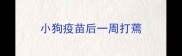 小狗疫苗后一周打蔫