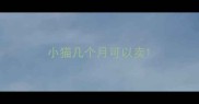 小猫几个月可以卖