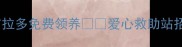 西安拉布拉多免费领养爱心救助站招新伙伴