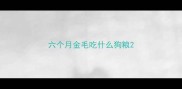 六个月金毛吃什么狗粮