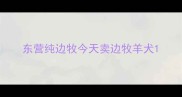 东营纯边牧今天卖边牧羊犬