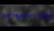 怀孕了给狗打什么疫苗吗