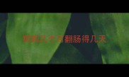 狗狗几个月翻肠得几天