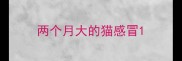 两个月大的猫感冒