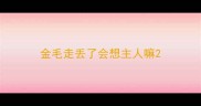 金毛走丢了会想主人嘛