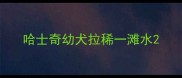 哈士奇幼犬拉稀一滩水